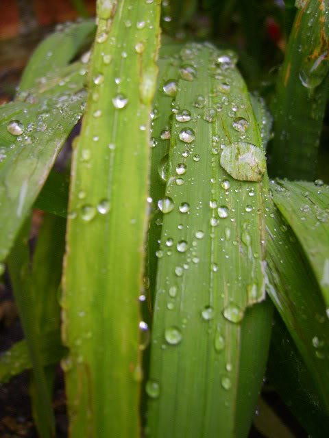 PICT0322-1.jpg