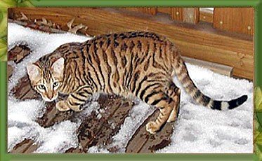 Toyger1-1.jpg