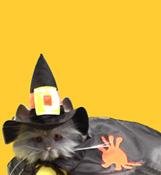 WitchCat-1.jpg