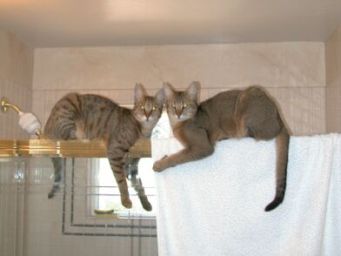 ZChausieWildkatz-1.jpg