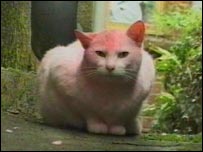 _40765254_pink_cat_i_203-1.jpg