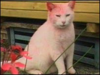 _40765256_pink_cat_203-1.jpg