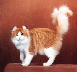 amcurl3-1.jpg