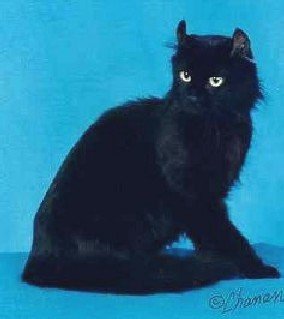 americancurllhblack-1.jpg