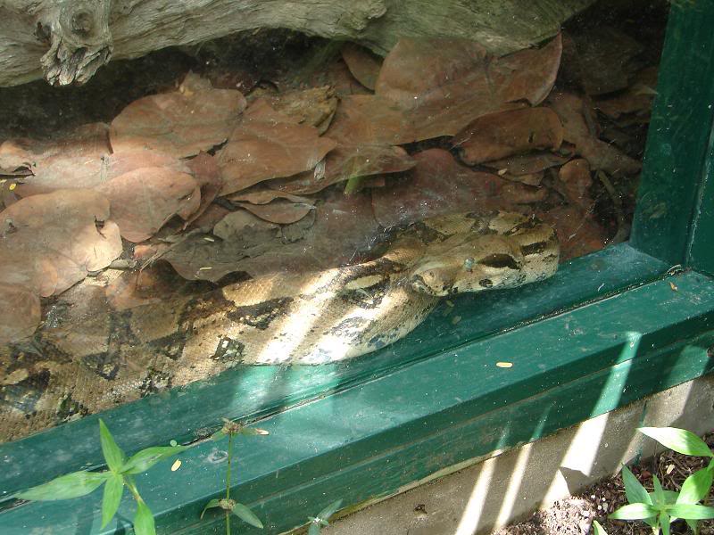 boaconstrictor2-1.jpg