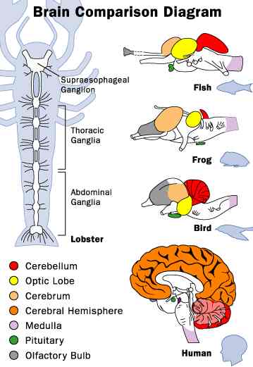 brain_animal_comparisons-1.jpg