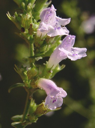 calamintha20nepeta-1.jpg
