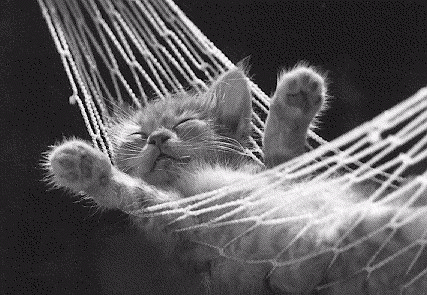 cat-1.gif