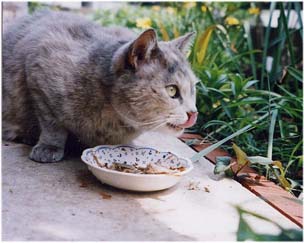 cat_eat2_site-1.jpg