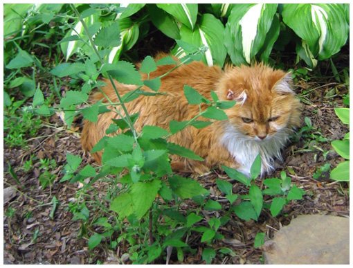 catnip-1.jpg