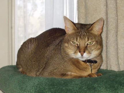 chausie01male-1.jpg