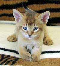 chausie02kitten-1.jpg