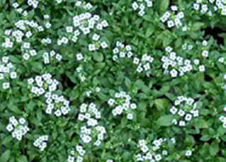 eenjarLobularia_sneeuwtapijt_eenjarig_wi-1.jpg