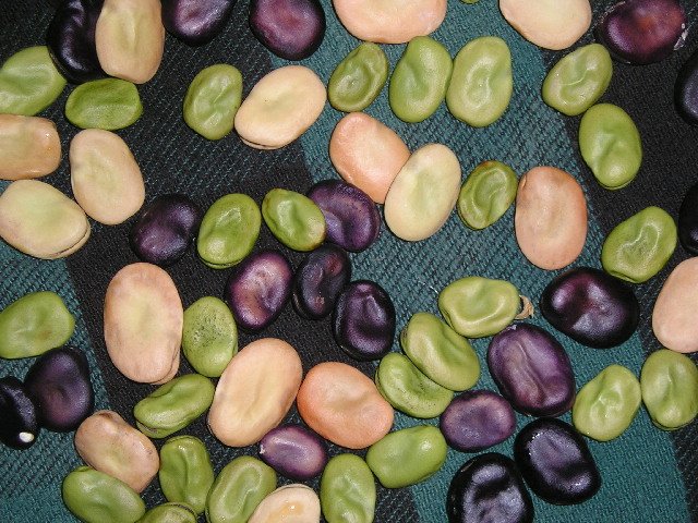 favaseeds-1.jpg