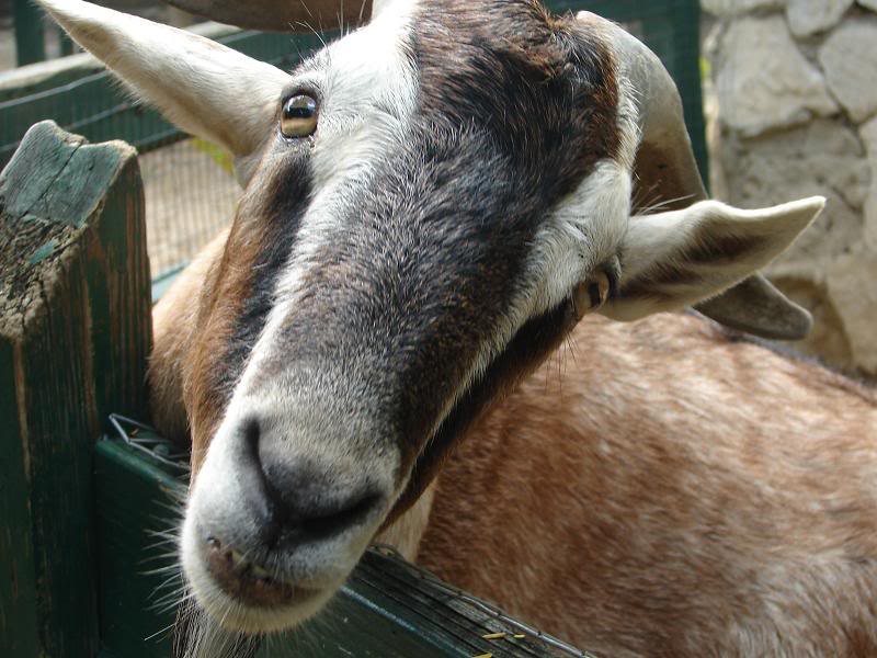 friendlygoat-1.jpg