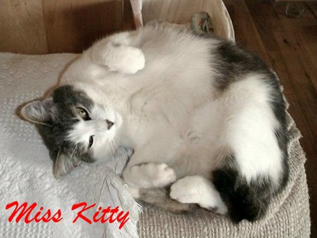 ham_radio_friends_k4odl_cat_lrz-1.jpg