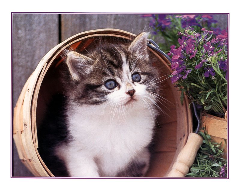 kswjune99kitten-1.jpg