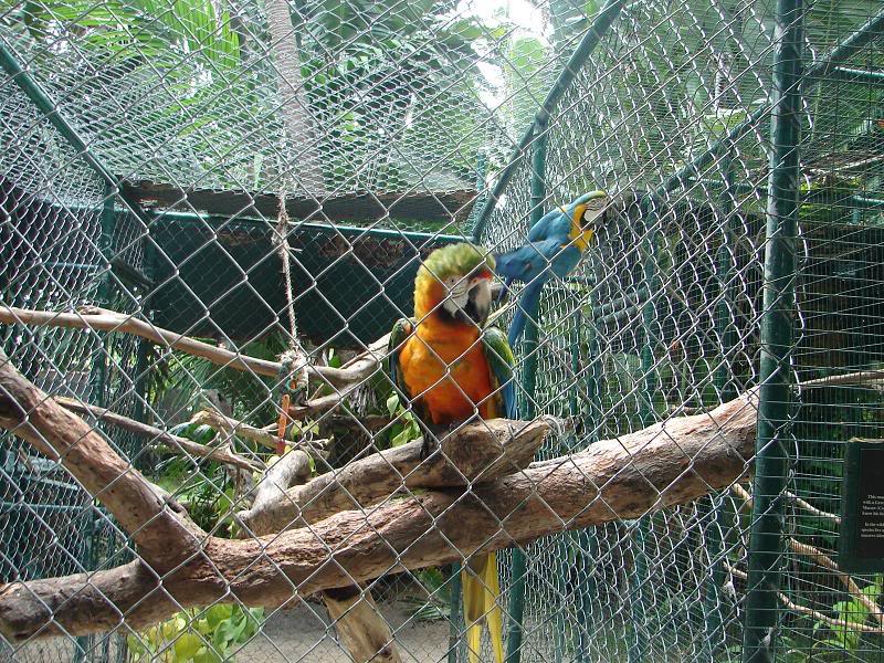 macaws-1.jpg