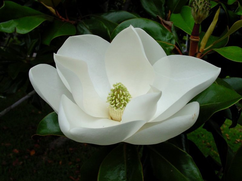 magnolia_bayou_st-1.jpg