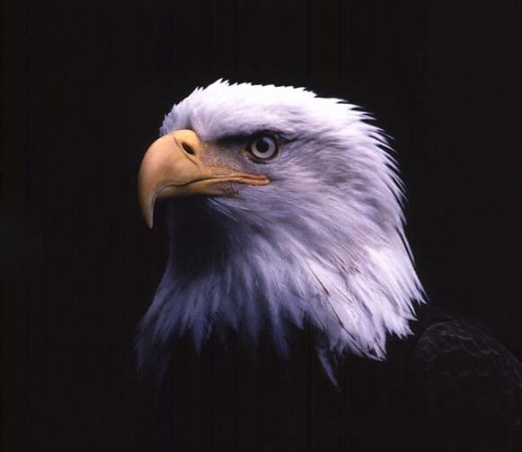 maineagle-1.jpg