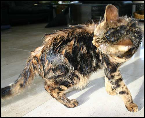 poes-1.jpg