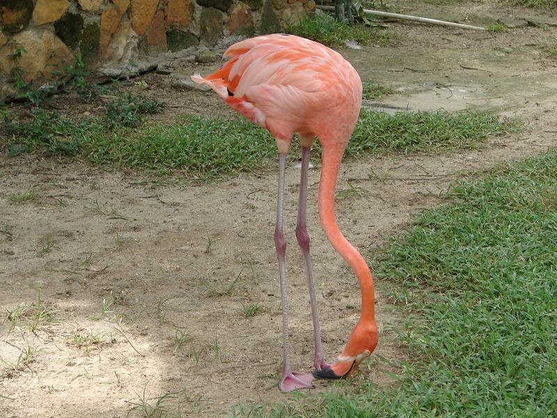 singleflamingo-1.jpg