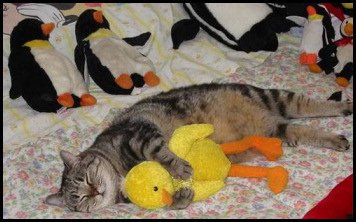 sleeping_cat-1.jpg