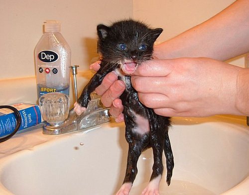 stray_cat_1-1.jpg