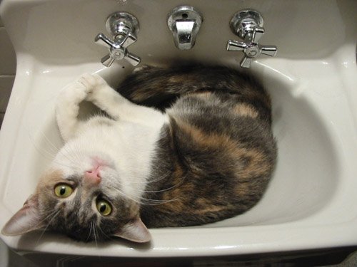 twyla_in_sink-1.jpg