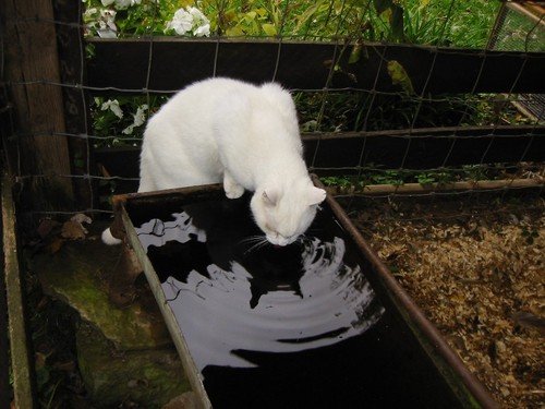 white_cat_at_the_troughJPG-1.jpg