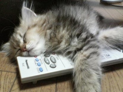 321_tiredcat-1.jpg