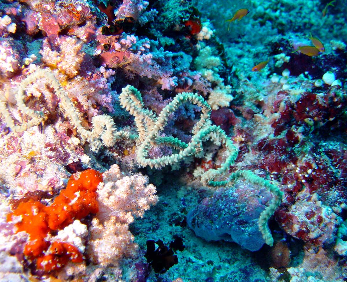 67underwater 1 - *!* BeAuTiFul CrEaTiOnS Of ALLAH SWT *!*