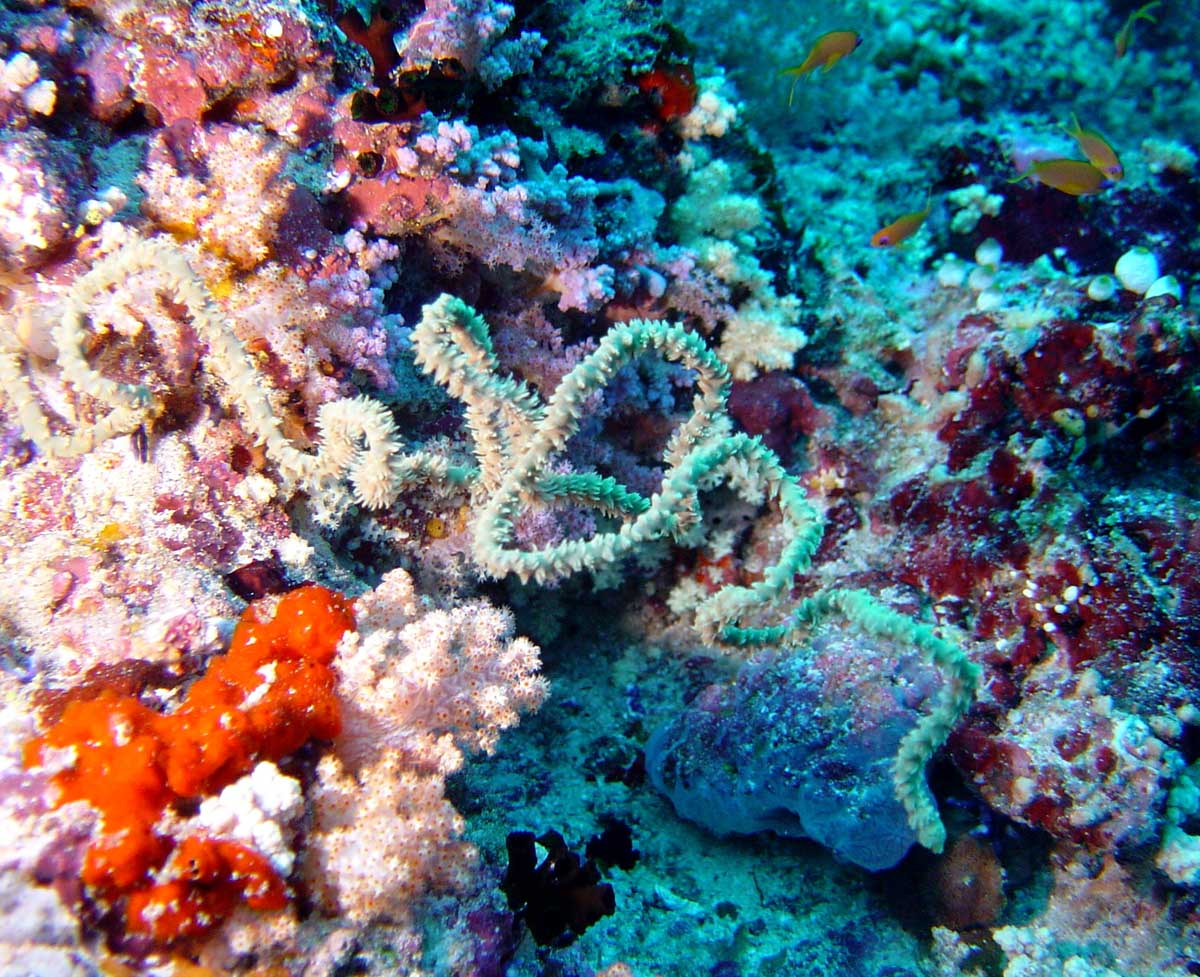 67underwater-1.jpg
