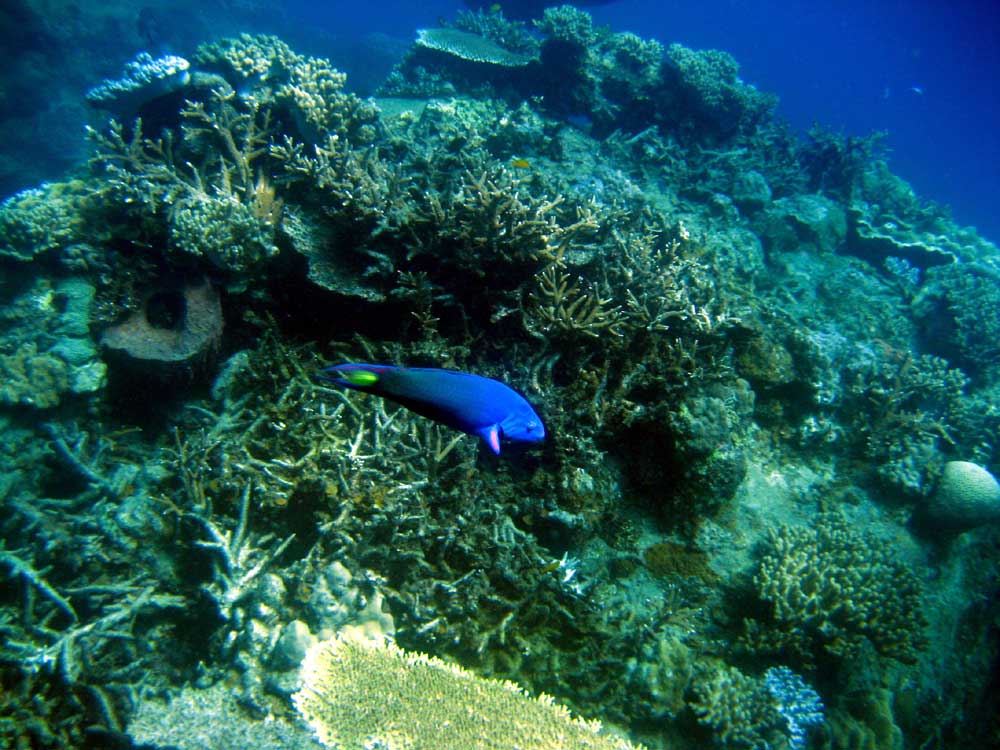 IMG 0591 bluefish coral en web 1 - *!* BeAuTiFul CrEaTiOnS Of ALLAH SWT *!*