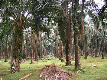 MatureOilPalm-1.jpg