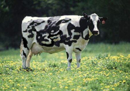 Omcow-1.jpg