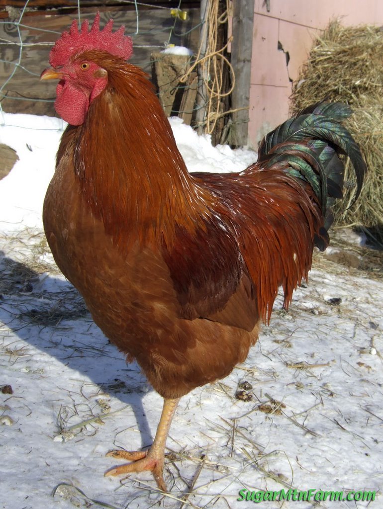 RoosterNHRedOnSnowDSCF1642714219-1.jpg