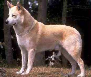 UCanaanDog-1.jpg