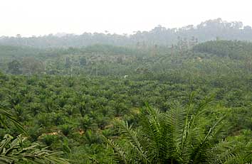 YoungOilPalm-1.jpg
