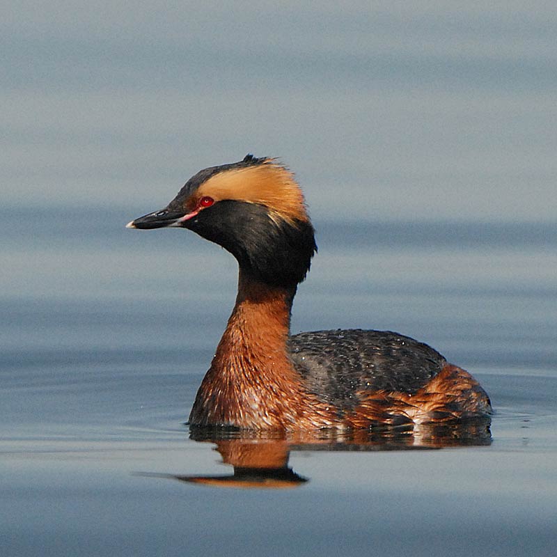 apr2406237hgrebe-1.jpg