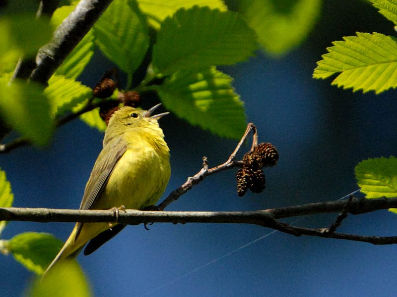 apr2506022ocwarbler-1.jpg