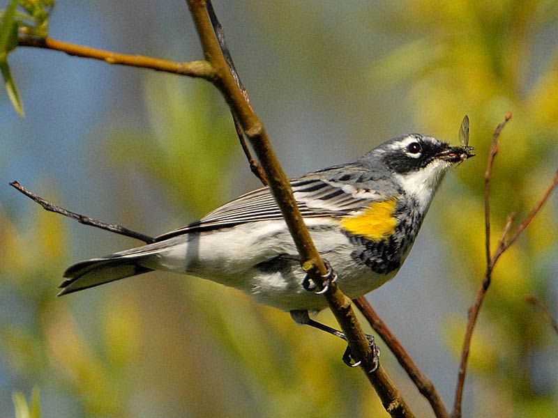 apr2506b012yrwarbler-1.jpg