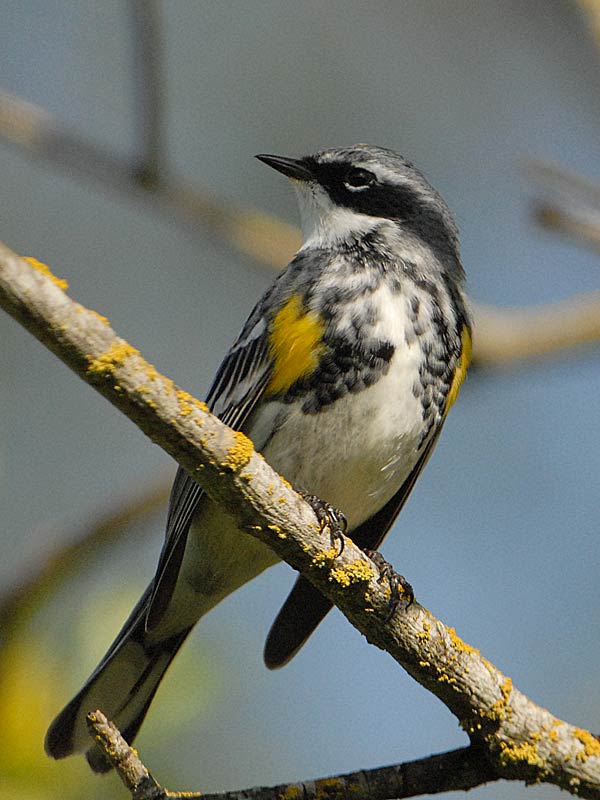 apr2506b019yrwarbler-1.jpg