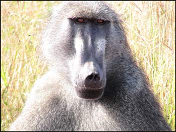 baboonpictures-1.jpg