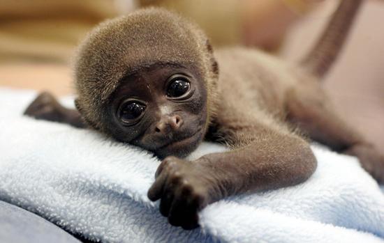 baby_monkey_2-1.jpg
