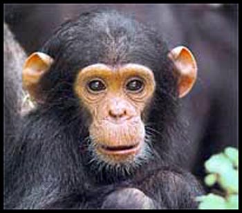 babychimpanzeepicture 1 - *!* BeAuTiFul CrEaTiOnS Of ALLAH SWT *!*