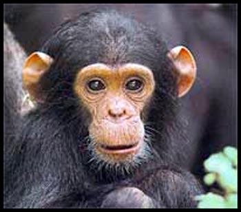 babychimpanzeepicture-1.jpg