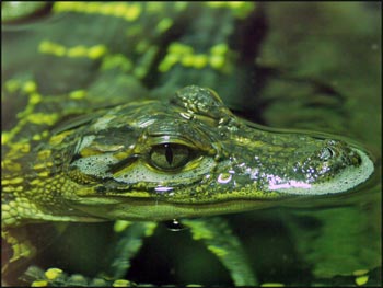 babycrocodile-1.jpg