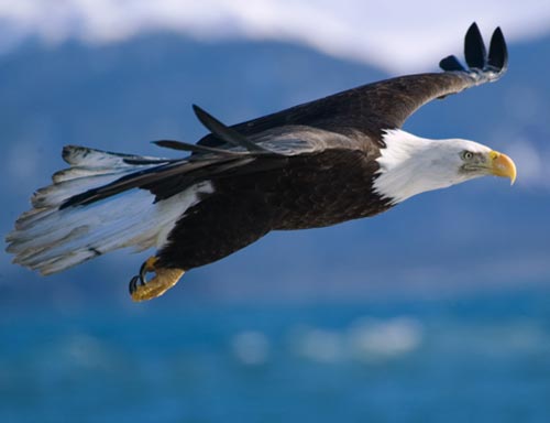 baldeagleflight 1 - *!* BeAuTiFul CrEaTiOnS Of ALLAH SWT *!*