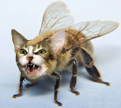 beecat-1.jpg